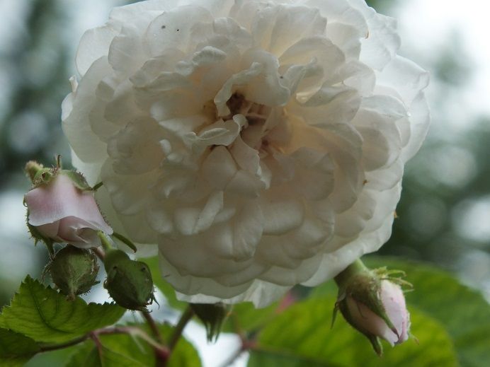  photo bubblebath_zpsaef955f1.jpg